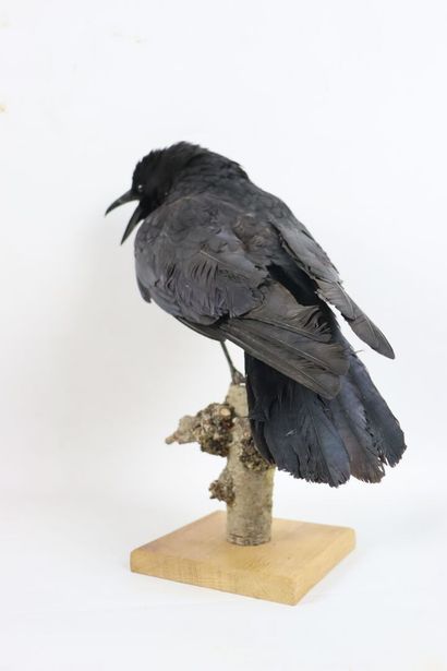 null Black crow (corvus corone) naturalized, on a base made of a branch.

H_36 cm...