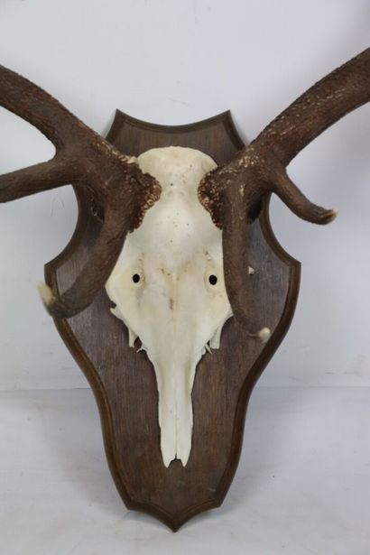 null Important elaphe deer massacre twelve irregular, on varnished oak escutcheon....