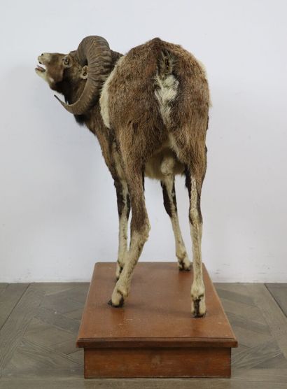 null Naturalized sheep (ovis aries musimon).

On a wooden base.

H_81 cm L_86 cm