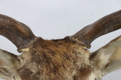 null Head in cape of big elaphe stag on escutcheon in light oak. 

H_123 cm L_82...