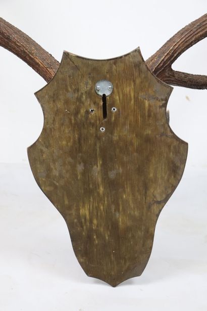 null Important elaphe deer massacre twelve irregular, on varnished oak escutcheon....
