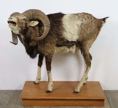 null Naturalized sheep (ovis aries musimon).

On a wooden base.

H_81 cm L_86 cm