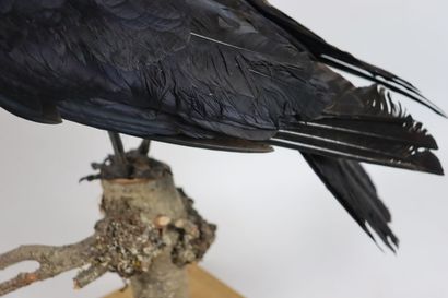 null Corneille noire (corvus corone) naturalisée, sur socle formé d'une branche.

H_36...