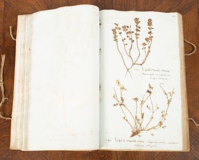 null HERBIER. - BATARD (E.). Collection of plants for the use of the pharmaceutical...