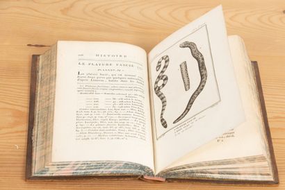null DAUDIN (F. M.). Histoire naturelle générale et particulière des reptiles. Paris,...