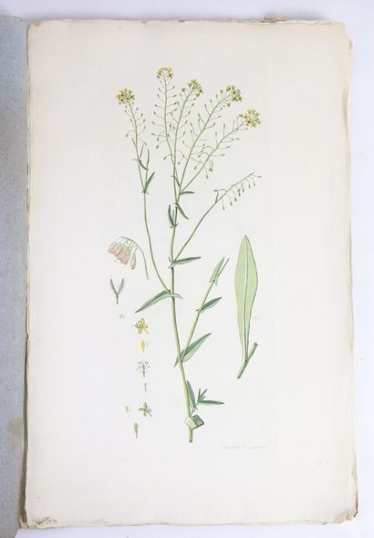 null BERGERET. Universal Phytonomatotechnie. Thirteenth quire, February 1784. In-folio,...