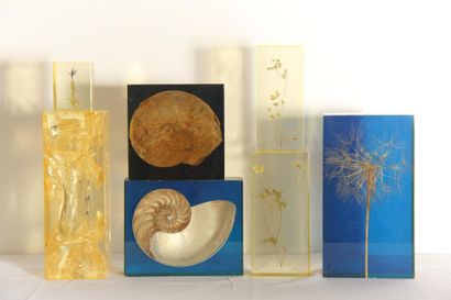 null *Lot of seven Plexiglas blocks containing fossils and miscellaneous (small ...