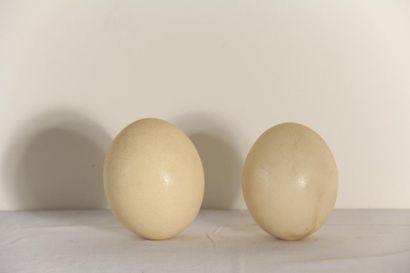 null *Two ostrich eggs