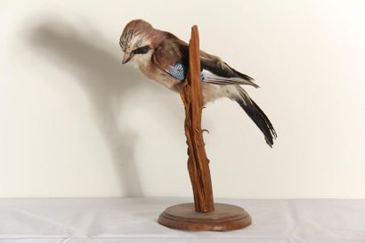 null *Oiseau empaillé sur une branche
H : 35 cm.