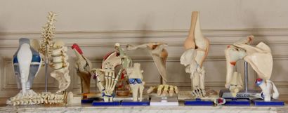 null Resin and plastic representations of organs and bones of the human body