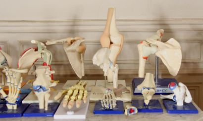 null Resin and plastic representations of organs and bones of the human body