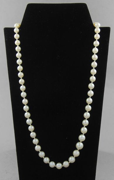 null Falling cultured pearl necklace