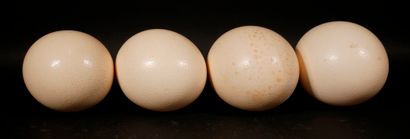 null Four ostrich eggs