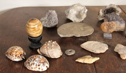 null Lot of shells