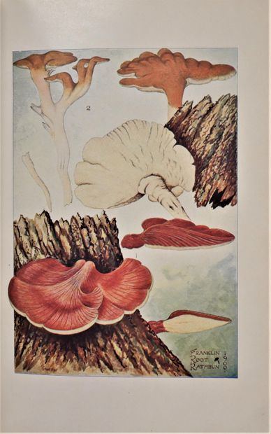 null George Francis ATKINSON. 

Studies of america fungi mushrooms. 

230 ill. Henry...