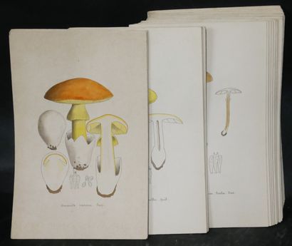 null E. WALHEIN. Collection of 199 watercolors, representing the first 200 of the...