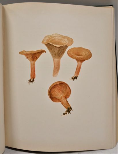 null W. G. FARLOW W. G. BURT. Icones farlowiana. Illustration of the larger fungi...
