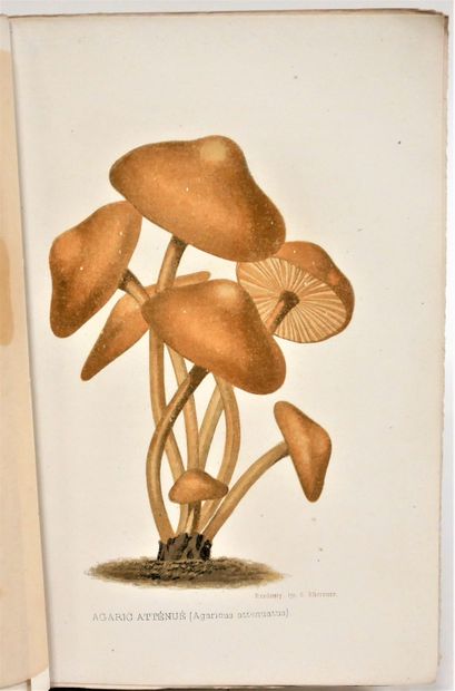 null Jules REMY. 

Mushrooms and truffles. 12 pl. coul. Paris agricultural bookshop...