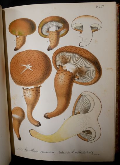 null - Jean-Baptiste BARLA. 

Description and figures of four species of fungi. 

4...