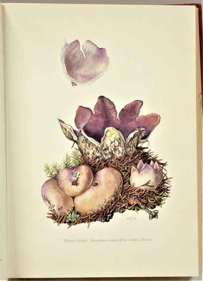 null Paul DUMEE, then René MAIRE. 

The mushroom lover. Journal dedicated to the...