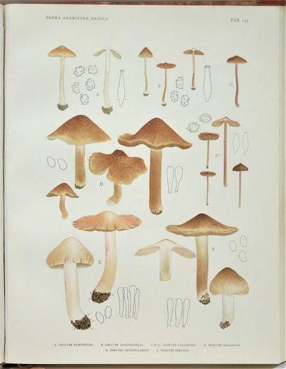 null Jakob LANGE. 

Flora agaricina danica, published underthe auspices of the society...