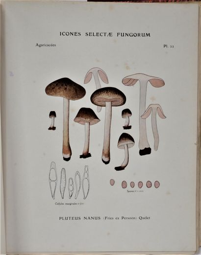 null P. KONRAD et A. MAUBLANC. 

Icones selectæ Fungorum. Membres de la Société Mycologique...