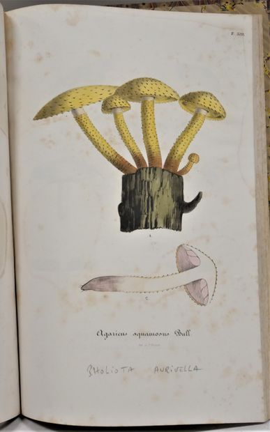 null GEORGES VIENOT-BOURGIN. 

Parasitic fungi of cultivated plants. 

Volume 1 :...
