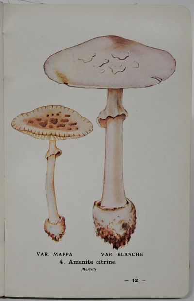 null . Georges MASSEE. 

• Monograph of the genus Lycoperdon. 26 p. , 2 pl. n. Journ....