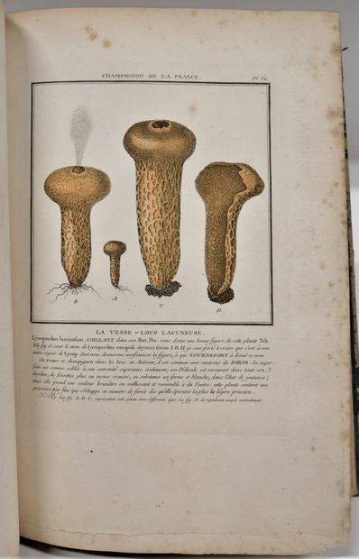null . Pierre BULLIARD VENTENAT. Herbarium of France. 2nd division. History of mushrooms....