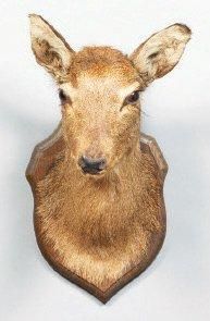 null Cerf sika femelle (CH) (peu commun): taxidermie ancienne Cervus nippon