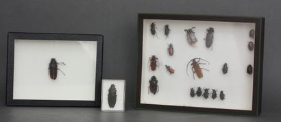 Lot de scarabées dans trois boîtes