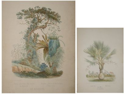PITOT Edouard (vers 1820) "Arbres de l'ïle Maurice" Suite de 16 lithographies originales...