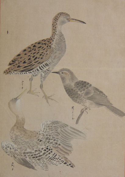 null Ecole japonaise
Etude d'oiseaux
Deux aquarelles
35,5 x 25,5 cm.