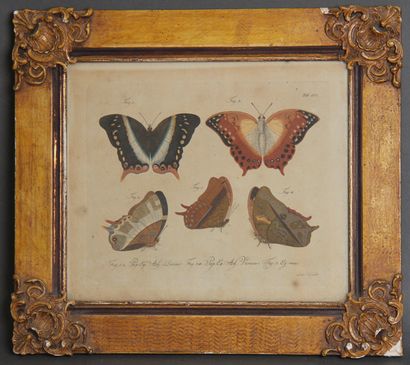 null Ludwig SCHMIDT (XIXth c.)
Butterflies
Polychrome engraving from a book, plate...