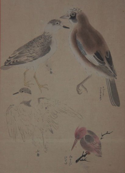 null Ecole japonaise
Etude d'oiseaux
Deux aquarelles
35,5 x 25,5 cm.