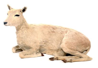 null Mouton domestique (D): spécimen naturalisé en position couchée Ovis aries