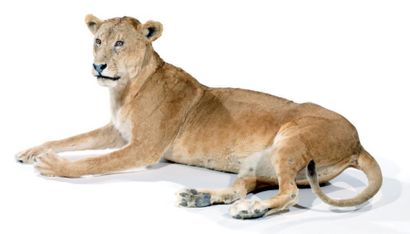 null Lion d'Afrique (II/B) source C Panthera leo (Spécimen né et élevé en captivité):...