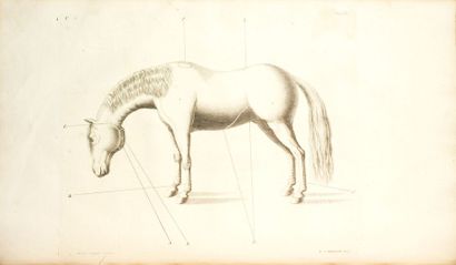 LIVRES ANCIENS SAUNIER (Jacques et Gaspard): La parfaite connaissance des chevaux...
