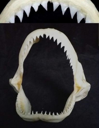 Cabinet de curiosités Rare mâchoire de requin spp (NR), 17cm Carcharhinus Altimu...