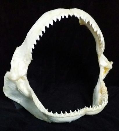 Cabinet de curiosités Rare mâchoire de requin spp (NR), 42cm Carcharhinus Brachy...