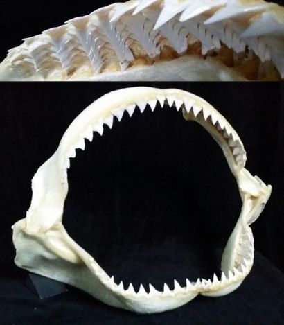 Cabinet de curiosités Mâchoire de requin bouledogue de grande taille (NR), 50cm Carcharhinus...