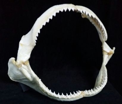 Cabinet de curiosités Très grande mâchoire de requin requiem de sable (NR), 54cm...