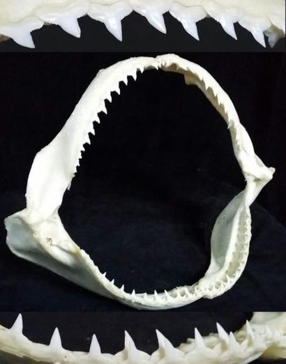 Cabinet de curiosités Mâchoire de requin spp (NR), 39cm Squalidae spp