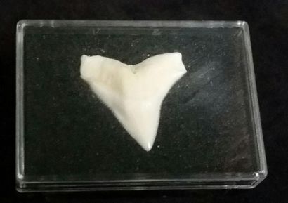 Cabinet de curiosités Grande dent de requin bouledogue (NR) en coffret, 3cm Carcharhinus...