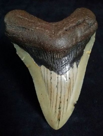 Cabinet de curiosités Belle dent de requin géant (NR). Il est considéré comme l'un...
