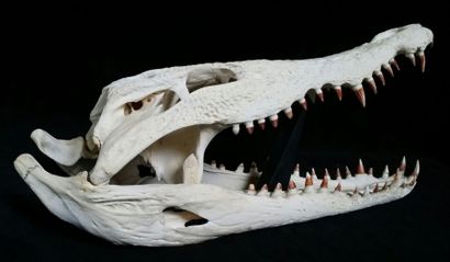 Cabinet de curiosités Crocodile du Nil (II/B) source C Crâne avec mandibule inférieure,...