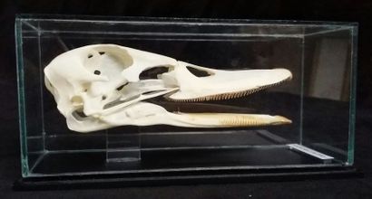 Cabinet de curiosités Crâne de canard colvert (CH) présenté sous verre, 11.5cm Anas...