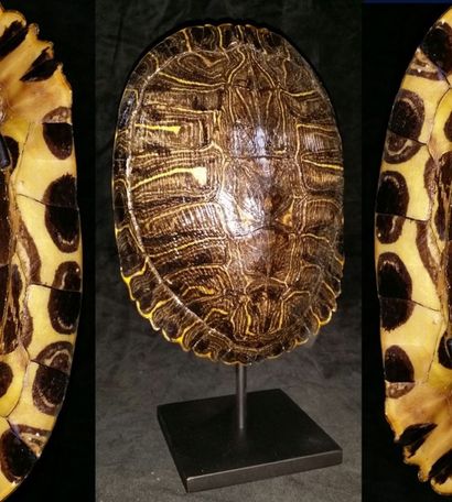 Cabinet de curiosités Magnifique carapace de tortue de Floride (NR) sur socle, 22cm...