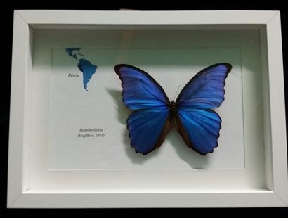 Cabinet de curiosités Papillon Morpho didus (NR) en cadre vitré blanc Morpho did...