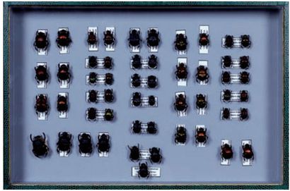 Cabinet de curiosités Un superbe ensemble de 14 coléoptères de la famille de Cerambycidae...